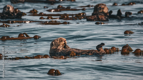 Photography otters in the ocean
