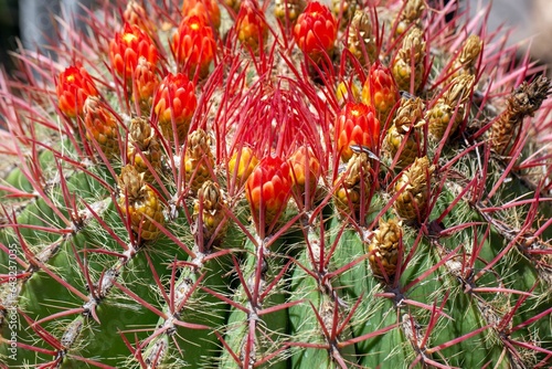 Mexican lime cactus flowers, Ferocactus pilosus photo