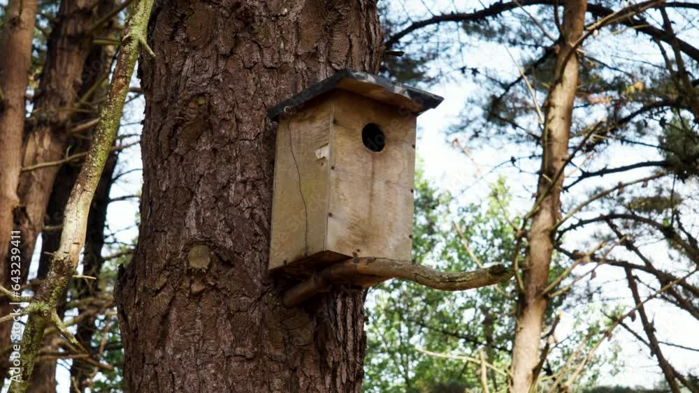 Wooden birdhouse attached to a pine tree in a coniferous wild forest close up Wooden birdhouse attached to a pine tree in a coniferous wild forest close up