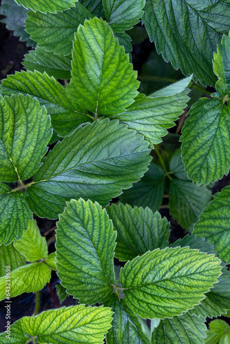 Plant background. Strawberry leaves close-up