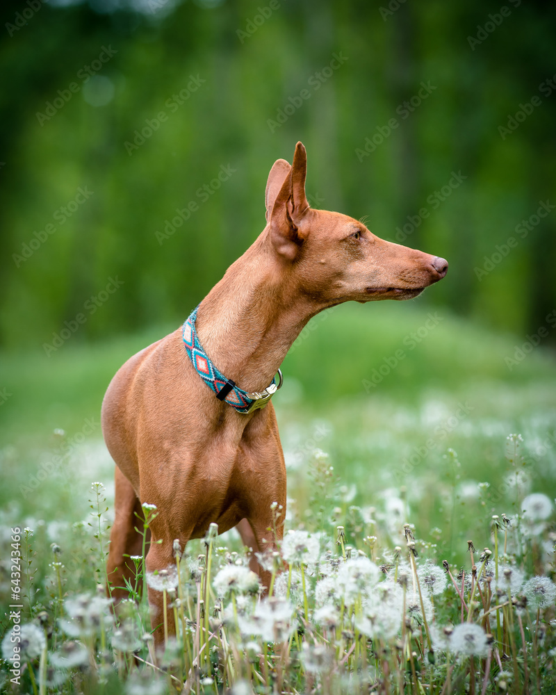 A beautiful red dog poses for a photo in a field with dandelions. The breed of the dog is the Cirneco dell'Etna.