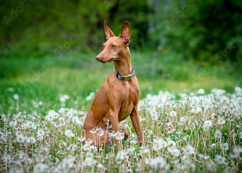 A beautiful red dog poses for a photo in a field with dandelions. The breed of the dog is the Cirneco dell'Etna