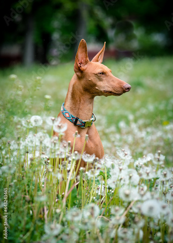 A beautiful red dog poses for a photo in a field with dandelions. The breed of the dog is the Cirneco dell'Etna