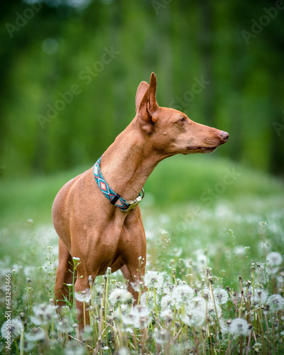 A beautiful red dog poses for a photo in a field with dandelions. The breed of the dog is the Cirneco dell'Etna.
