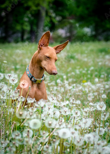 A beautiful red dog poses for a photo in a field with dandelions. The breed of the dog is the Cirneco dell'Etna