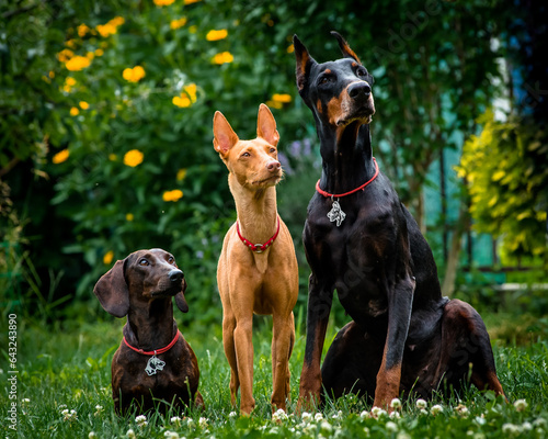  Cute dogs pose in a clearing in the garden. The breeds of the dogs are the Dachshund and Cirneco dell'Etna and Doberman.