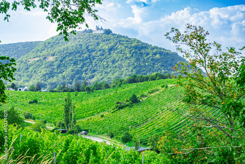 Photography Vineyard rows on a hill in Vienna Austria Nusserg area, View on Kahlenberg hill