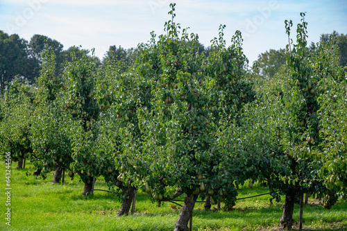 Green organic orchards with rows of Conference  pear trees with ripening fruits in Betuwe, Gelderland, Netherlands photo