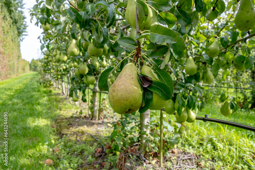 Green organic orchards with rows of Concorde pear trees with ripening fruits in Betuwe, Gelderland, Netherlands photo