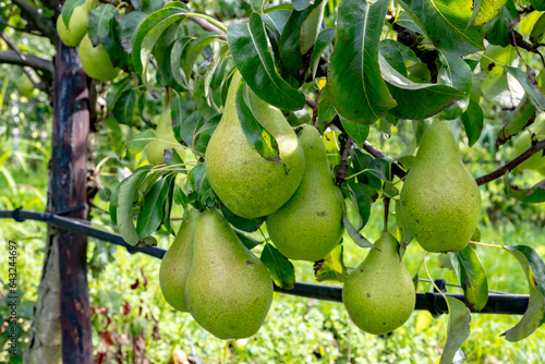 Green organic orchards with rows of Concorde pear trees with ripening fruits in Betuwe, Gelderland, Netherlands