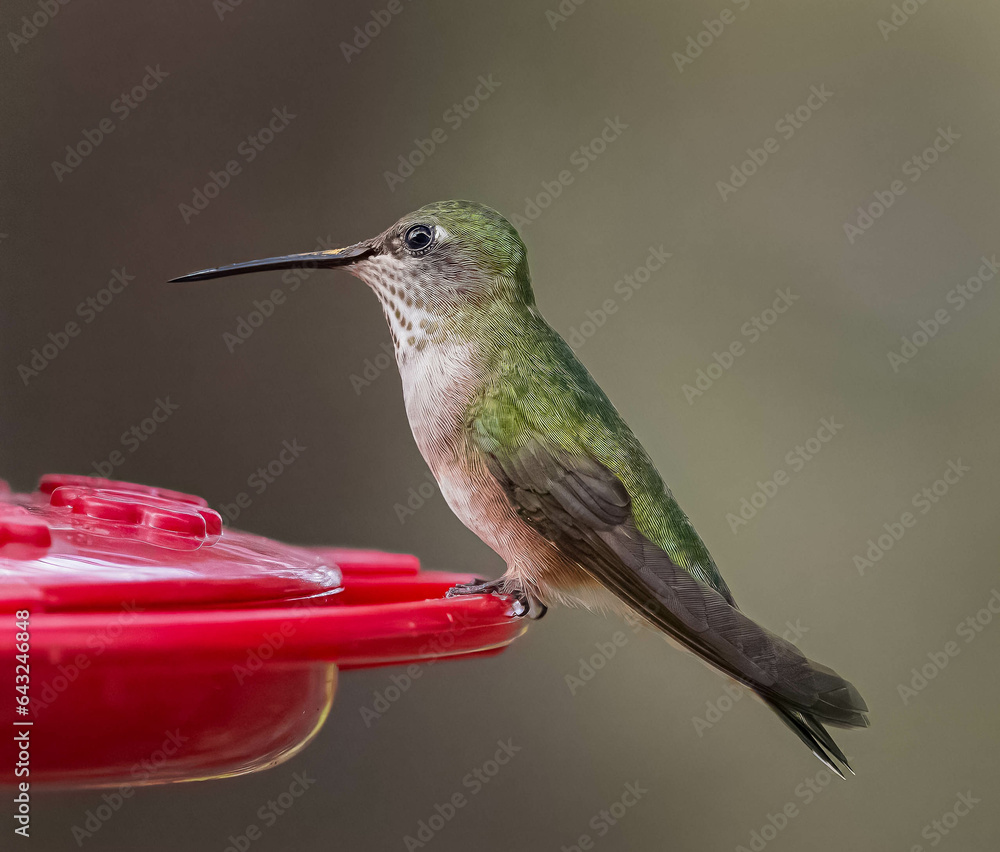 Fototapeta premium Hummingbird
