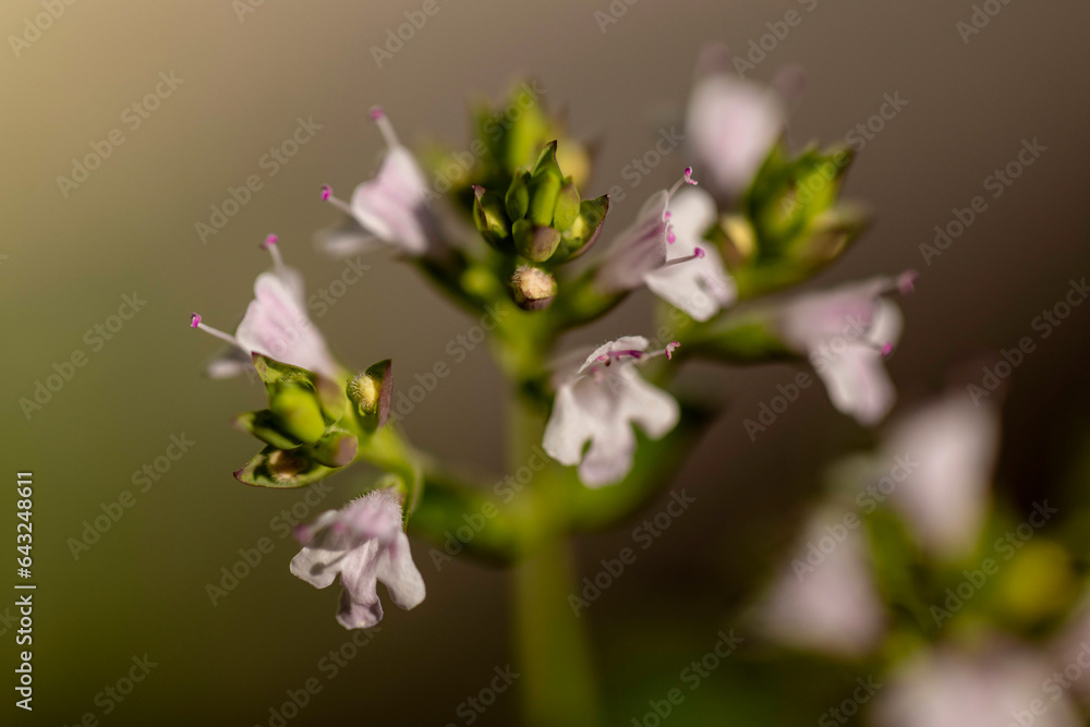 Obraz premium Oregano Blüte