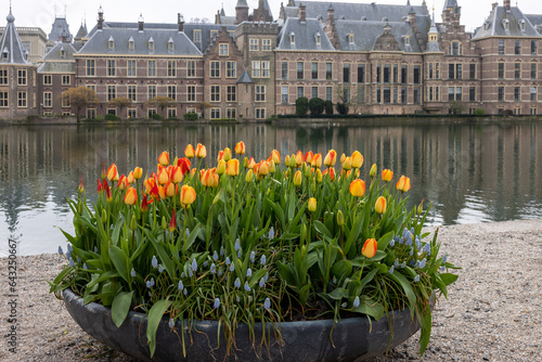 A flower bed with blooming tulips in front of Binnenhof - Dutch Parliament with Hofvijver pond, The Hague, The Netherlands; photo