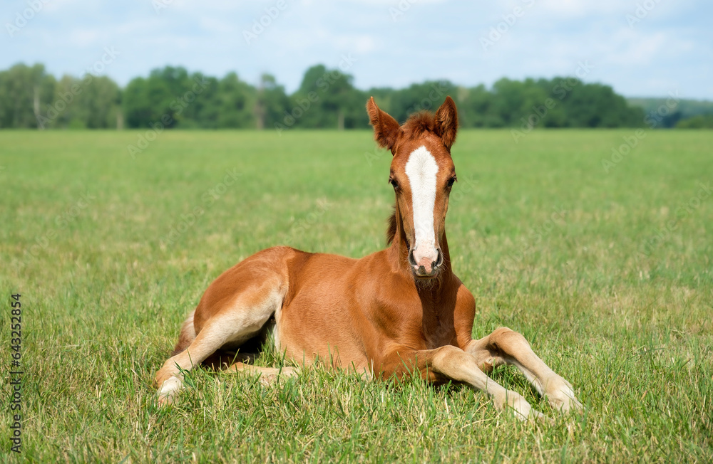 Fototapeta premium Beautiful foal is lying in the green grass. Pasture on a sunny summer day. Outdoor in summer. A thoroughbred sports horse
