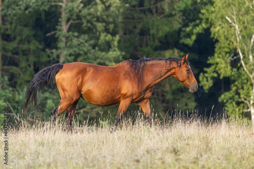 brown horsee walks through the pasture by the forest