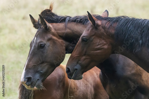 two dark brown horses head portraits © michal
