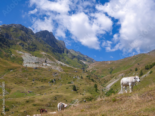 Group of white cows grazing on alpine pasture in Castelmagno, Valle Grana, Cuneo, Piedmont, Italy. Remote cattle farm in wilderness of Italian Alps. Peaceful and serene atmosphere. Fresh alpine air photo