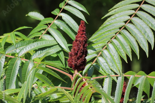 Rhus typhina, red blossom of sumac tree. Close up. photo