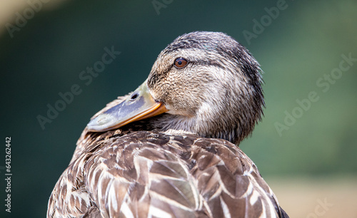 Close portrait of a duck with well visible eye