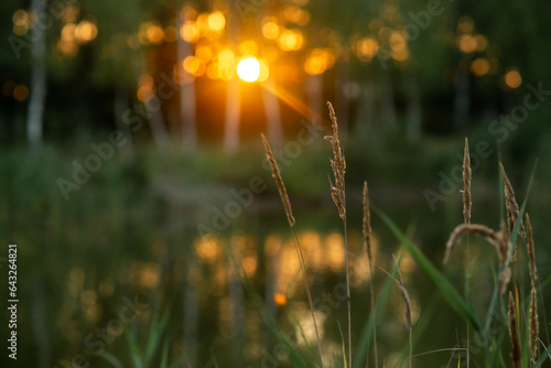 Fototapeta Naklejka Na Ścianę i Meble -  grass at the sunset in summer