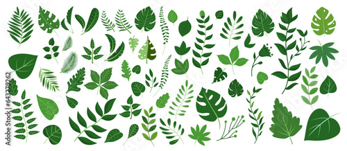 Green leaves big vector collection - Set of graphical elements with various leaf designs in different shapes and sizes. Flat design with white background © Knut