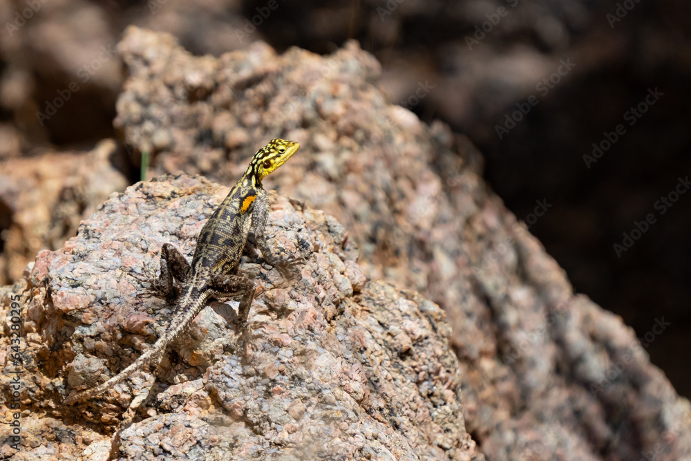 Namibian Rock Agama Rests in the Sun Namibian Rock Agama Rests in the Sun