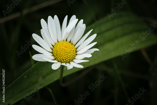 White bright chamomile flower, perennial flowering plant. Beautiful flower against abstract dark green background of nature. Wildflowers outdoors macro