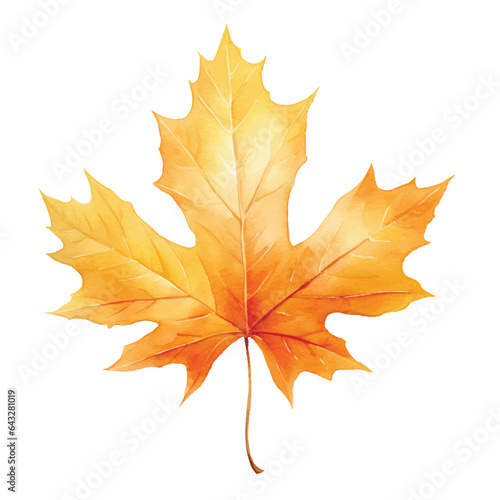 Autumn maple leaf watercolor illustration