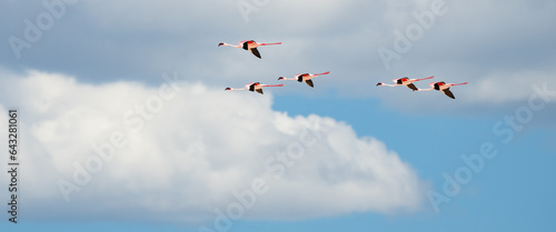 Lesser Flamingos in Flight in Etosha Reserve Namibia Africa