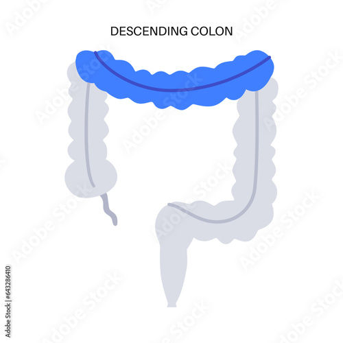 Large intestine anatomy