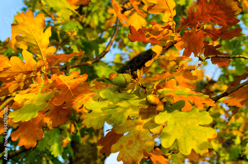 yellow oak leaves in autumn on a sunny day