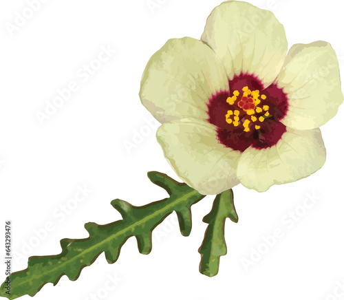 Hibiscus trionum (Flower of an Hour) Hibiscus Wildflower Isolated  photo