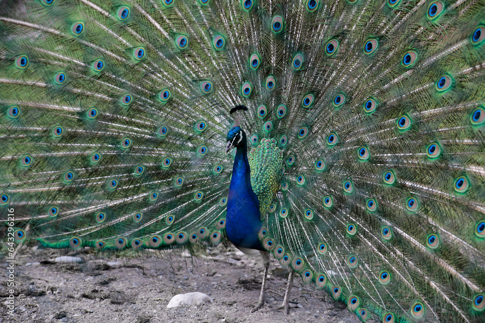 Fototapeta premium Gorgeous peacock spread its tail