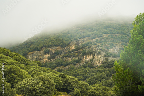 Fog covering a mountain full of trees