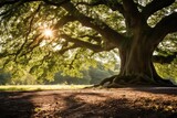 A majestic oak with a thick robust trunk and powerful roots piercing the earth Sunbeams break through the leaves