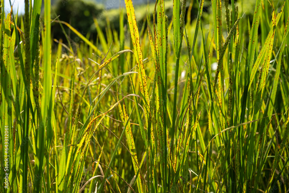 Obraz premium Diseased rice leaves, summer rainy season
