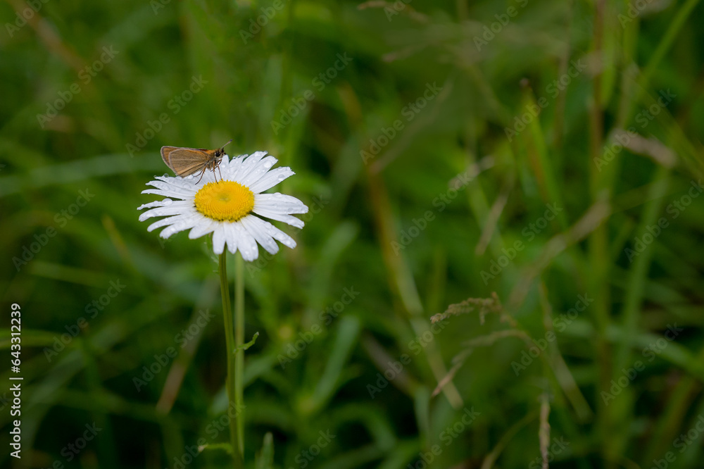 Skipper insect on wet white flower with green grassy background Skipper insect on wet white flower with green grassy background