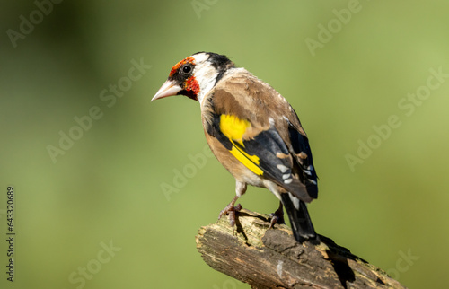 Gold finch colourful bird perched on a branch in the woodland with beautiful. natural green forest background