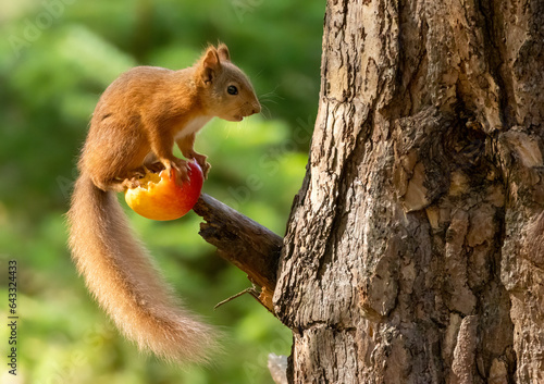 Cute scottish red squirrel eating an apple in the woodland © Sarah