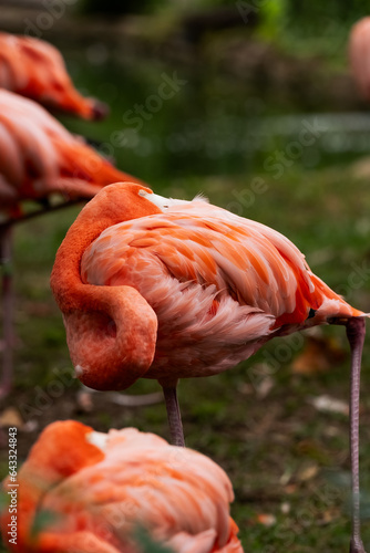 American flamingo