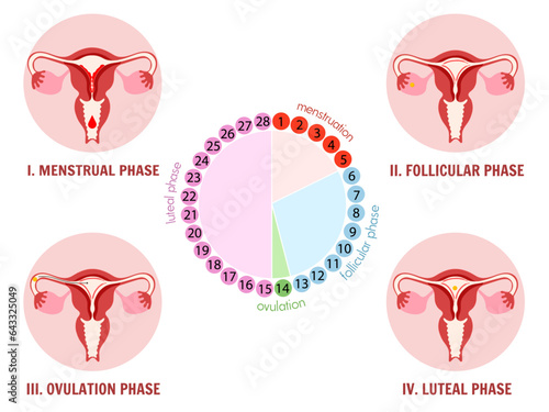 Menstrual cycle with medical illustration 