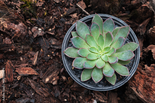 Echeveria Soto