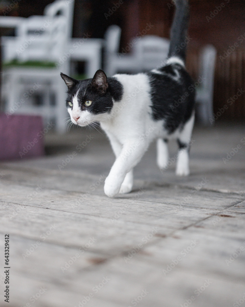 White and black cat on wooden floor