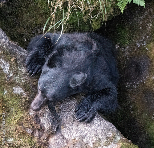 Black Bear Climbing Up on Rock photo