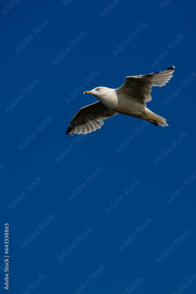 Ring-billed Gull flying under a blue sky with copy space Ring-billed Gull flying under a blue sky with copy space