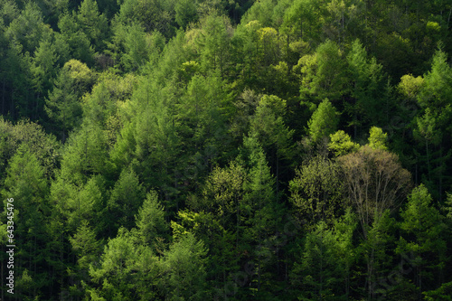  朝の日差しに輝く新緑のカラマツ林 © MEADOWSCAPE