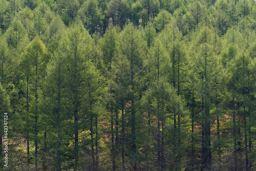 朝の光・新緑のカラマツ林 © MEADOWSCAPE