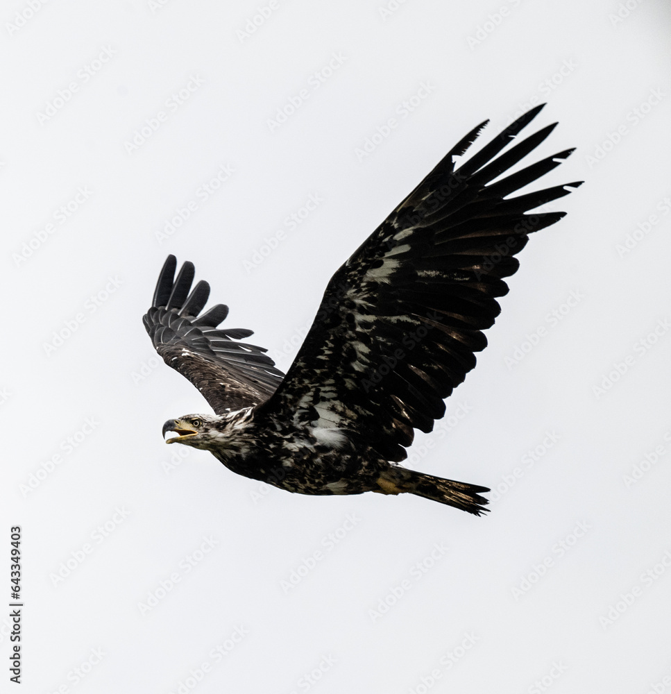 Obraz premium Young Bald Eagle in Flight