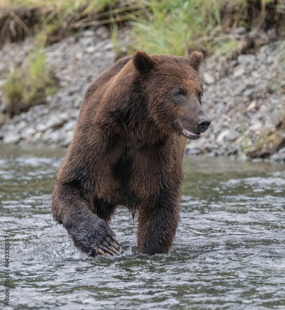 Inbound Fishing Brown Bear, Windfall Harbor Inbound Fishing Brown Bear, Windfall Harbor