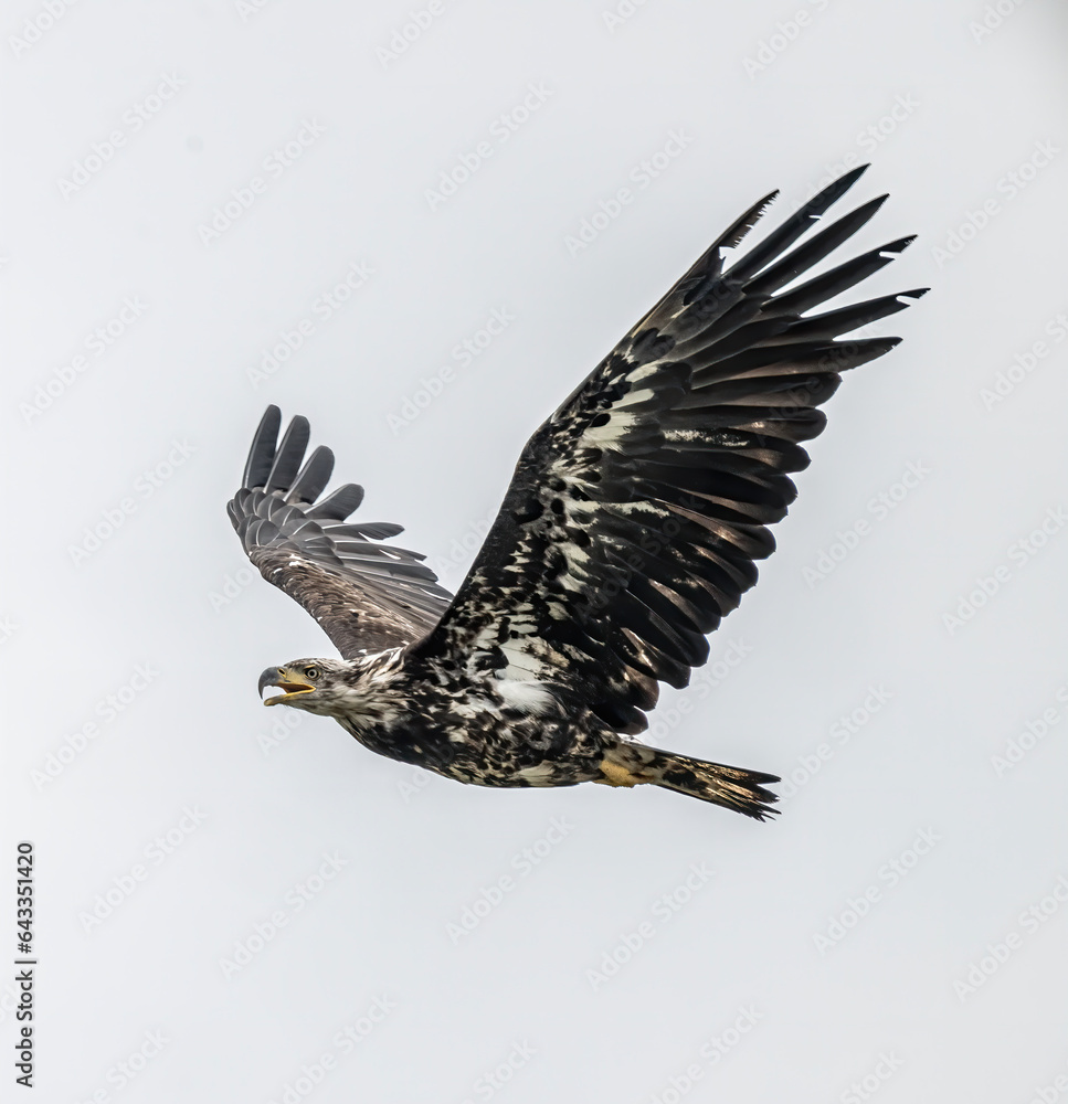 Obraz premium Young Bald Eagle in Flight